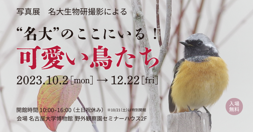 Photo Exhibition: Cute Birds