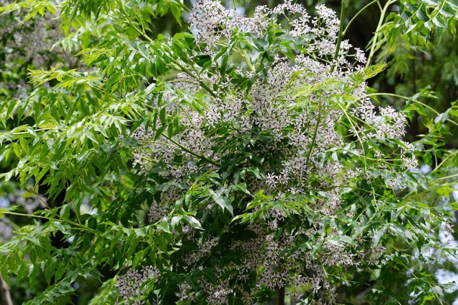 5月の植物 | 野外観察園だより | 名古屋大学博物館 5月の植物 | 野外観察園だより | 名古屋大学博物館