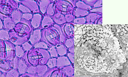 CiCryptocaryaj̈