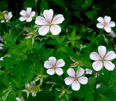 Geranium